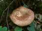 Éger-cölöpgomba (Paxillus rubicundulus), Zemplén